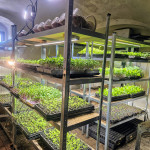 Microgreens Pflanzenanzucht.jpg