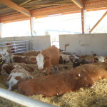 Mutterkühe im Liegebereich