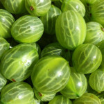 Stachelbeeren Foto K. Dittrich.jpg